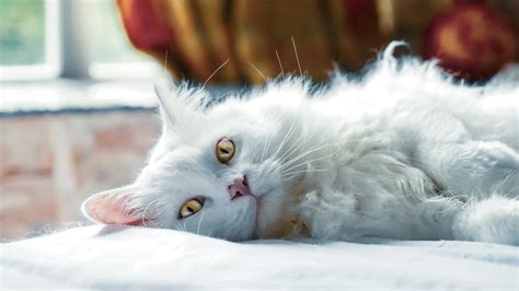 Cat Probiotics: What Are They and Do They Work?