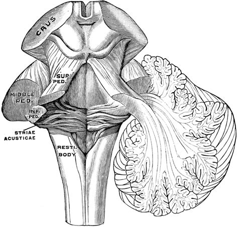 Peduncles Of The Cerebellum ClipArt ETC 0 | Hot Sex Picture