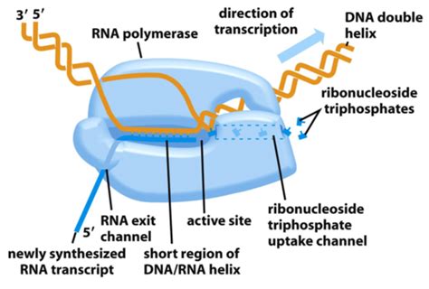 Chapter 10 Prokaryotic Transcription Flashcards Quizlet