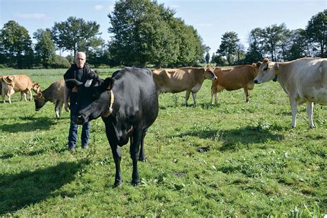 75 vaches en monotraite toute lannée Journal Paysan Breton