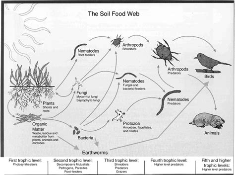 A Simplified Soil Food Web Emphasizing Trophic Feeding