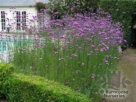 Verbena Bonariensis From Burncoose Nurseries