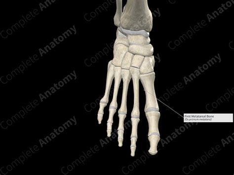 First Metatarsal Bone | Complete Anatomy