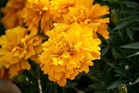 Marigold Flower Yellow Flowers | PSD Backgrounds Free Download - Pikbest