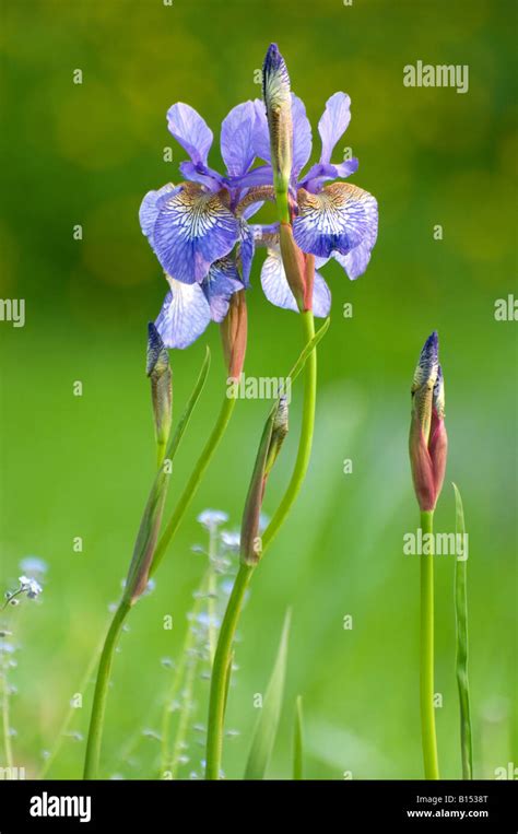 Blue Iris Iris Sp Stock Photo Alamy