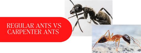 Bridgewater Pest Control: Regular Ants vs Carpenter Ants