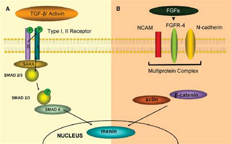 A Tgf A Activin Signal Through Their Type I And Type Ii