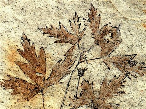 Paleobotany + Palynology – Research News