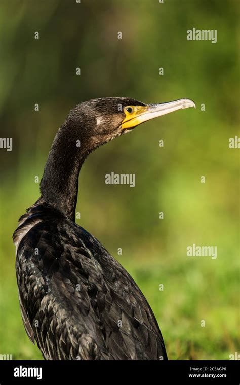 Portrait Great Cormorant Hi Res Stock Photography And Images Alamy