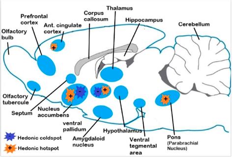 Simplified Scheme Of Neural Circuits Of Reward In The Rat Brain Reward Download Scientific