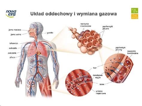 TOPIC BUDOWA I FUNKCJONOWANIE UKADU ODDECHOWEGO SPIS TRECI