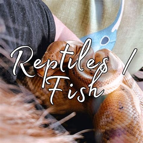 Pin by Elizabeth Shrinidhi on Reptiles / Fish | Fish, Reptiles