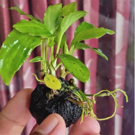 Jual Anubias Sp Media Wabikusa Tanaman Aquascape Shopee Indonesia