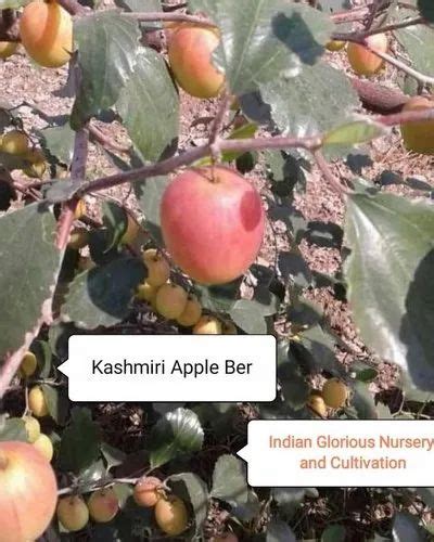 Full Sun Exposure Red Kashmiri Apple Ber Plant For Fruits At Rs 25