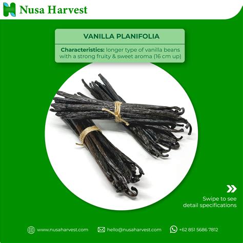 Vanilla Beans Planifolia Grade A Papua Inaexport