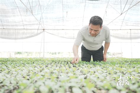 解题“谁来种地”，惠州探索建立农业生产托管服务体系南方plus南方