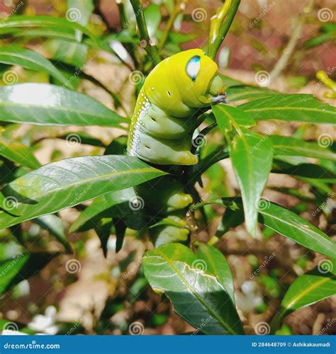 Modern audiences will discover the life Timothy Green 14