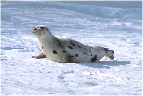 Marine Mammals Of Rhode Island Part 8 Harp Seal Rhode Island