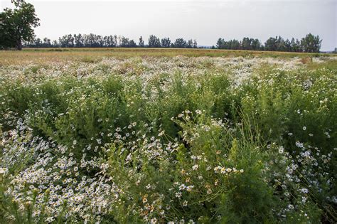 Opium Bidang Padang Rumput Foto Gratis Di Pixabay Pixabay