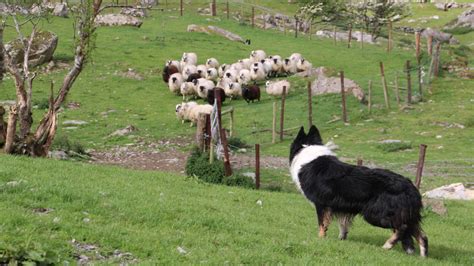 Take A Guided Sheep Farm Tour in Ireland | Vagabond 🐑