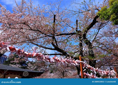 Yasukuni Jinja (Shinto-style Shrine) with Spring Cherry Blossom (sakura ...