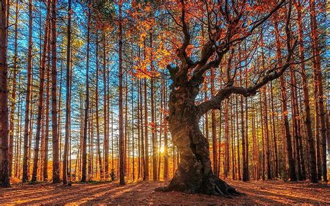 2809638 Landscape Nature Sunrise Forest Trees Fall Sun Rays Bulgaria