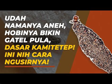 Cara Mudah Dan Efektif Membasmi Kamitetep Panduan Lengkap Biotifor