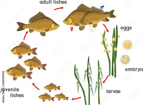 fish life cycle sequence  stages  development  crucian carp