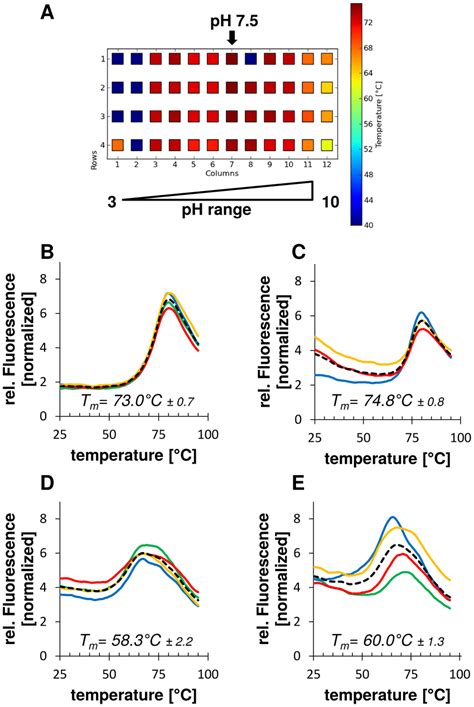 Thermofluor Assay For Investigating The Stability Of Wild Type And