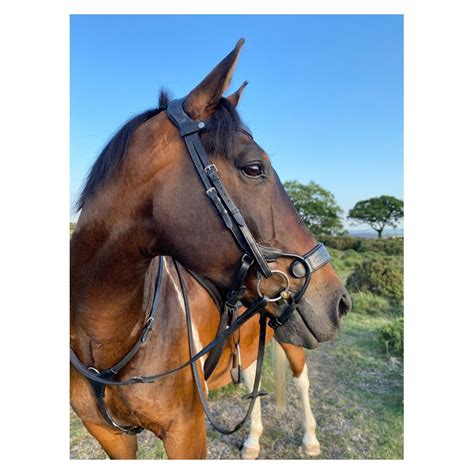 Ecorider Freedom Jump Bridle Manor Equestrian