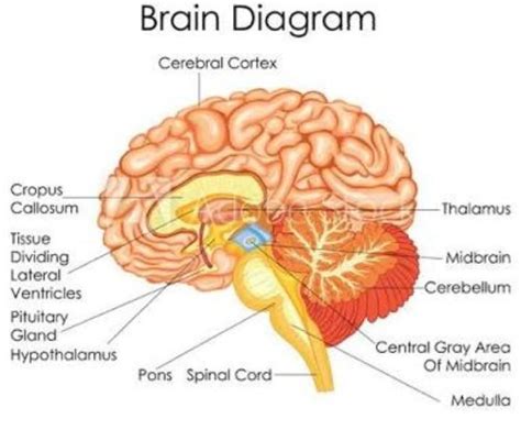 Draw A Diagram Showing Sectional View Of Brain Label Its Three Major