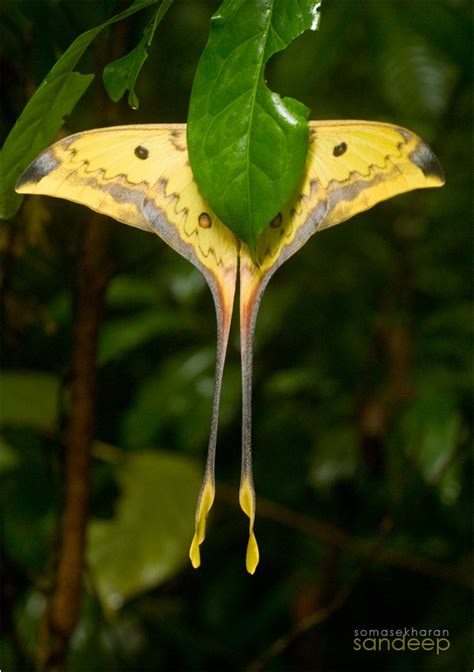 Malaysian Moon Moth