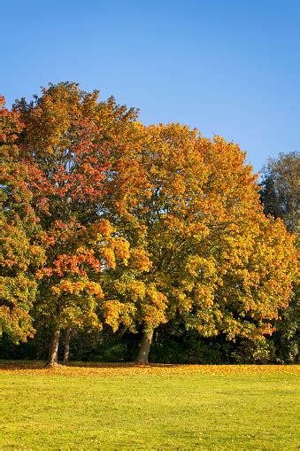Sycamore Trees In Full Autumn Colour Stock Photo - Download Image Now