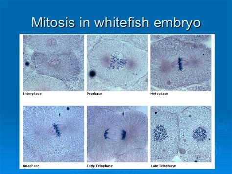 Whitefish Interphase Under Microscope Micropedia