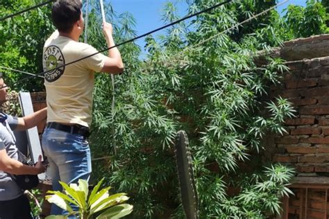 Otra Vez Incautan Más Plantas De Marihuana En La Ciudad De Corrientes Corrientes Hoy