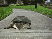 Tortoises Are Fast Now Know Your Meme