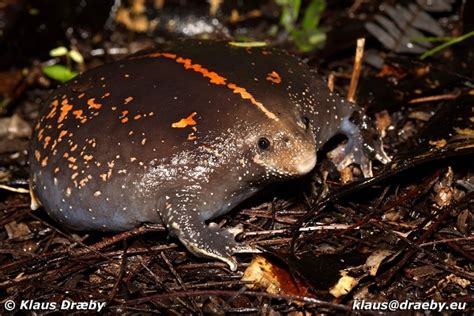 Mexican Burrowing Toad Rhinophrynus Dorsalis NATURE S WINDOW