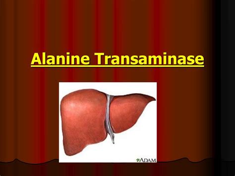 PPT - Alanine Transaminase PowerPoint Presentation, free download - ID ...