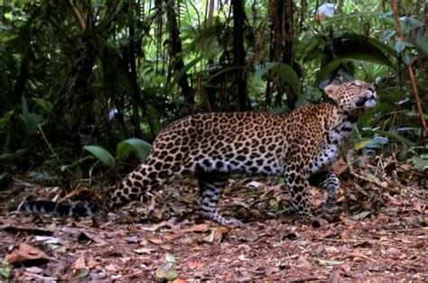 Seekor Macan Tutul Jawa Akan Dilepasliarkan Di Gunung Ciremai