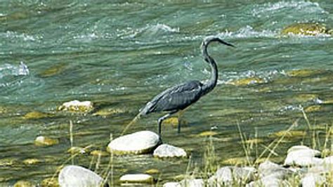 White Bellied Heron