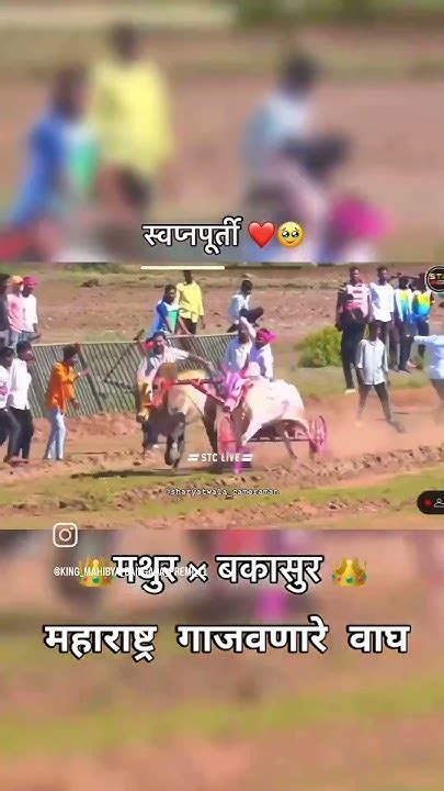 😍अखंड महाराष्ट्राच्या मनातील जोडी बिनजोड चा बादशाह मथुर 1001🔥 And बक्या