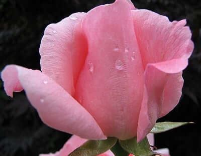 Rose Symbolism: New Beginning And Hope - SunSigns.Org