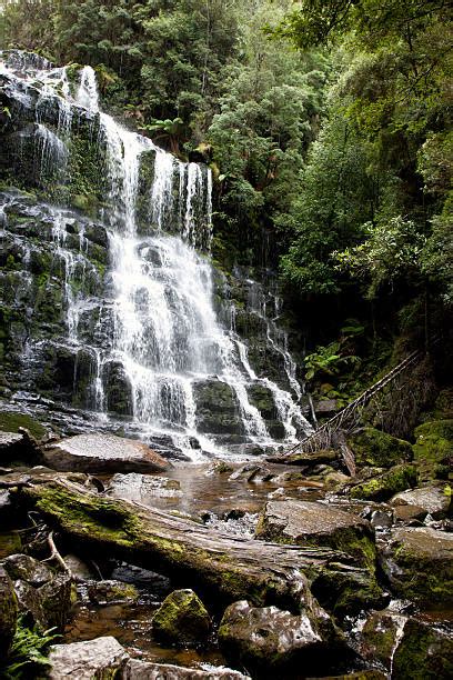 430+ Forest Tasmania Tasmanian Rainforest Stock Photos, Pictures ...