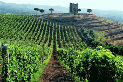 Frascati Wine Tasting Tour from Rome - Roman Countryside Vineyard ...