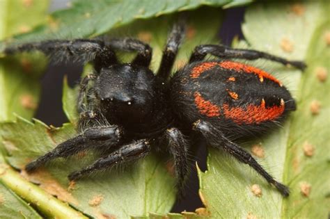 Black And Red Jumping Spider Phidippus Johnsoni Bugguide Net