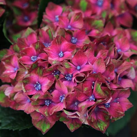 Buy Hydrangea Hydrangea Macrophylla Glam Rock Horwack Pbr £1999