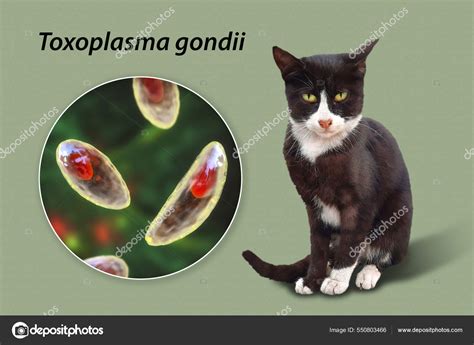 Parasitic Protozoans Toxoplasma Gondii Causative Agent Toxoplasmosis ...