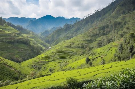 Premium Photo Tea Plantation In Cameron Highlands Malaysia