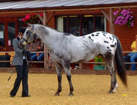 Appaloosa Horse Breed Information, History, Videos, Pictures