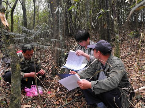 La D Couverte De Sapins Du Ziyuan A Apport Un Nouvel Espoir L Une